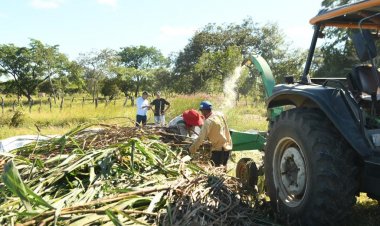 Floriano: Produção de silagem vai garantir alimento para os animais durante a estiagem