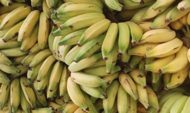 Educação de Floriano distribui produtos da agricultura familiar