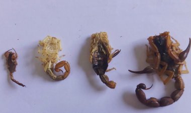 Secretaria de Saúde alerta para cuidados na prevenção a acidentes com animais peçonhentos