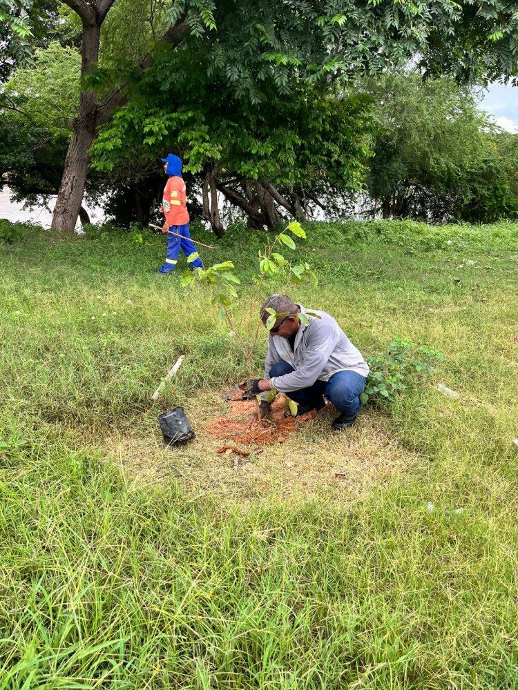 Prefeitura de Floriano celebra ‘Dia Internacional das Florestas’ com plantio de mudas