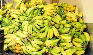 Prefeitura de Floriano inicia distribuição de produtos da alimentação escolar