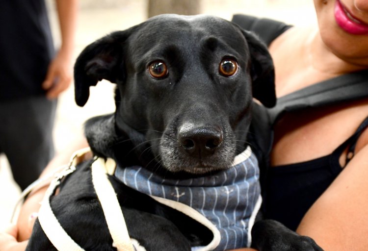 Prefeitura de Floriano mobiliza população no dia D de Vacinação Antirrábica 2025