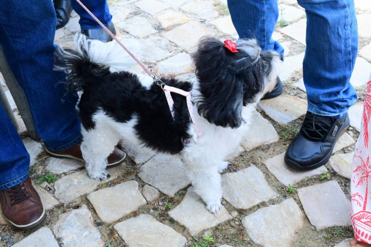 Prefeitura de Floriano recebe Castramóvel e amplia ações de proteção e bem-estar animal