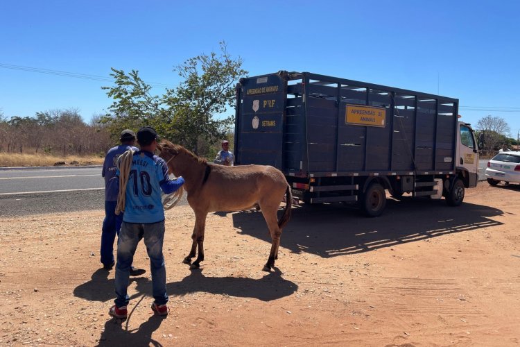 Saúde e PRF realizam ação de segurança nas rodovias de Floriano